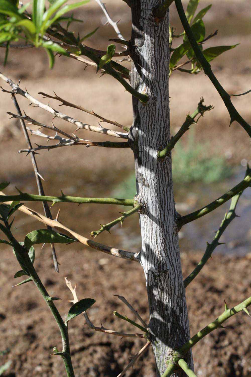            Bark (Riverside, CA)   